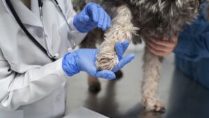 Brazil records the first case of human transmission of smallpox from monkeys to dogs