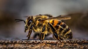 Mudança climática afeta zangões, de acordo com estudo britânico