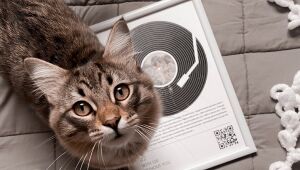 Você já foi escolhido por um gato? Nesse Dia Internacional dos Gatos, vamos explicar o motivo