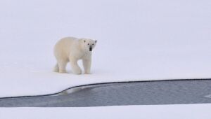Urso polar fere turista em arquipélago norueguês no Ártico