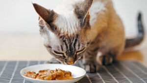 Alimentos úmidos: mais hidratação e nutrição na dieta de um pet