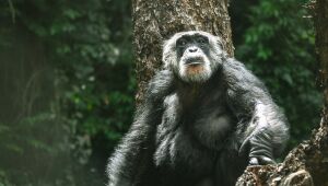 Com parabéns e bolo de banana, aveia e mel, chimpanzé Sena festeja 65 anos no Parque Dois Irmãos