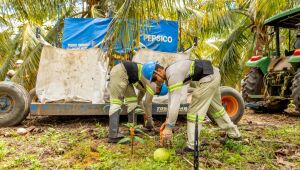 No Sertão de Pernambuco, projeto investe no cacau plantado à sombra dos coqueiros