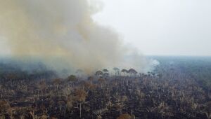 Amazônia tem janeiro com 61% menos alertas de desmate que no ano anterior