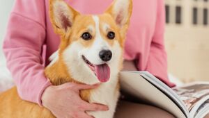 Famosos cães corgi da rainha Elizabeth II são retratados em exposição em Londres