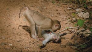 Concurso de foto mais engraçada de animais selvagens elege finalistas; votação define a ganhadora