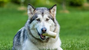 Pode dar osso para o cachorro roer? Conheça os riscos