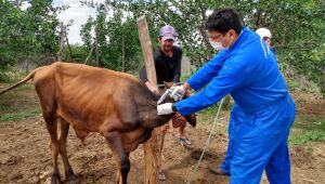 Vacinação contra febre aftosa é prorrogada até 17 de dezembro