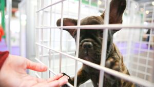 Feira de adoção de cães e gatos ocorre no Camará Shopping, em Camaragibe, neste sábado (25)