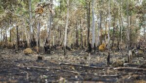 Incêndios florestais aumentam na Amazônia após novo Código Florestal