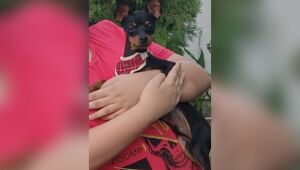 Cão de 11 meses desaparece do terraço de casa e deixa dona e o seu filho desesperados