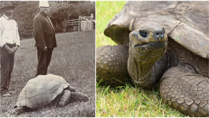 Tartaruga Jonathan, o mais velho dos animais terrestres, faz 190 anos