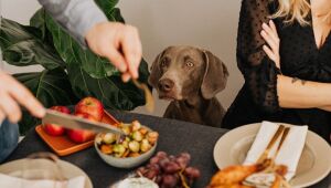 Preparação da ceia e cuidado com pets: ingredientes comuns do Natal são tóxicos para os animais