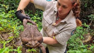 Sapo gigante de 2,7 kg é encontrado em parque na Austrália