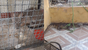 Raposa e jacaré são resgatados em Jaboatão dos Guararapes e São Lourenço da Mata