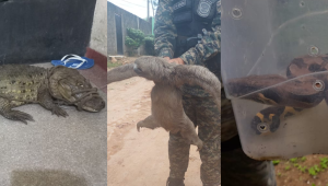 Jacarés, bicho-preguiça, capivara e jiboia foram resgatados pelo Cipoma em áreas residenciais da RMR