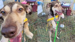 Evento de adoção de cães e gatos acontece neste sábado (21) no Camará Shopping