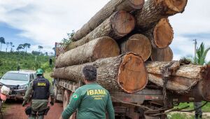 Ibama: Grupo vai fiscalizar fraudes em sistemas de controle florestal