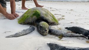 Tartaruga marinha resgatada em praia de Goiana não resiste a ferimentos e morre