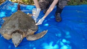 Tartaruga Marinha é resgatada na praia de Maria Farinha, em Paulista, e recebe os primeiros socorros