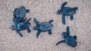 Quase 100 tartarugas marinhas nascem na praia do Paiva, no Litoral Sul 
