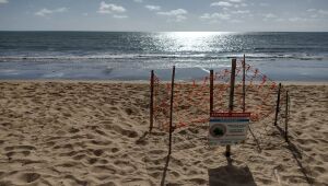 Ninho de tartaruga marinha foi encontrado na praia de Enseadinha, em Paulista