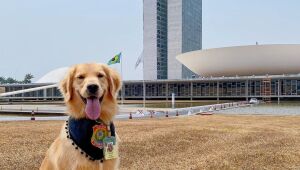 Conheça Margaux, a cadelinha golden que participa da equipe de segurança da Câmara dos Deputados