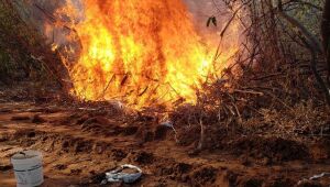 Quase 7 mil pés de maconha são erradicados em Betânia e Flores, no Sertão de Pernambuco