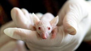 Brasil proíbe uso de animais vertebrados em pesquisas científicas de cosméticos