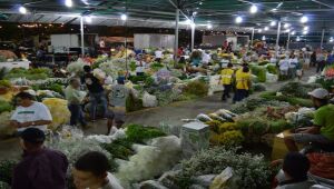 Reciflor Mulher, no Ceasa, oferece flores de 100 produtores pernambucanos com preços atraentes