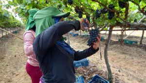 Uvas de Petrolina estão na mira da China