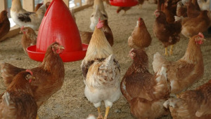 Japão suspende temporariamente importação de carne de frango do Espírito Santo