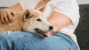 Por que cães castrados mudam o comportamento? Entenda