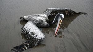 Chile investiga morte de milhares de aves marinhas após descartar gripe aviária