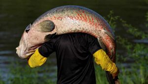 Pirarucu, o gigante e delicioso peixe ameaçado da Amazônia