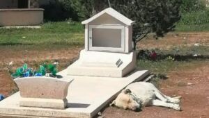 Cachorro dorme ao lado do túmulo de tutor, no México, e viraliza