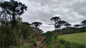 Amcham reúne R$ 38,8 bi em projetos de investimento sustentável pelo meio ambiente no Brasil