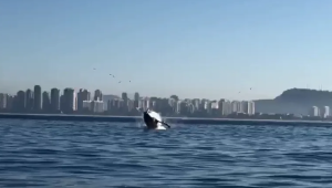 Baleia é vista exibindo saltos no mar perto da Praia da Barra da Tijuca, no Rio de Janeiro