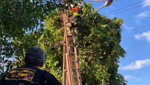 Fábrica de gelo é flagrada furtando energia um mês após ser notificada pela mesma irregularidade