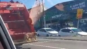 Cãozinho caramelo pega "carona" em caminhão de lixo no Paraná