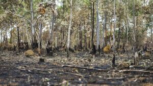 Após cinco anos de aumento, desmatamento no Cerrado tem queda