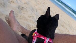 Gatinho viraliza por gostar de ir à praia; saiba como introduzir passeios para gatos