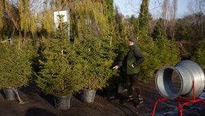 Em Londres, alugar árvore de Natal é opção mais ecológica e afetiva