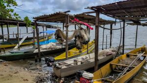 Peixe na água e rede vazia: desastre da Braskem atinge pescadores