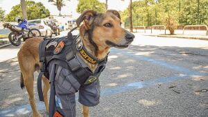 Cabo Oliveira: The little dog adopted by the military police in Rio de Janeiro