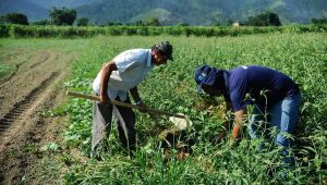 Seguro rural: entenda como funciona e quais são as categorias