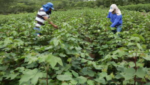 Brasil investe em algodão com identidade latino-americana