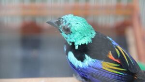 Semana da Fauna tem programação especial da CPRH