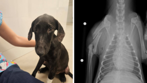 Dog Runaway and Left to Die Surgery Needs Help