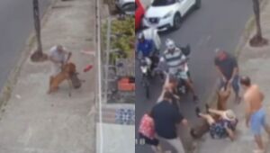 Recife: pitbull solto na rua sem focinheira ataca poodle no bairro da Tamarineira